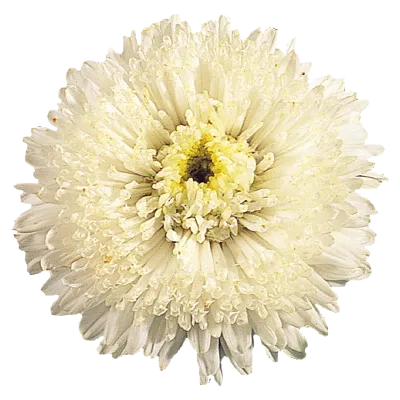 Aster Standy Creamy White Flower Seeds